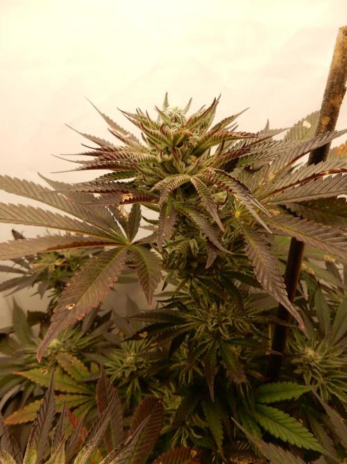 Ice Cream Haze (outdoor/indoor). Week 15