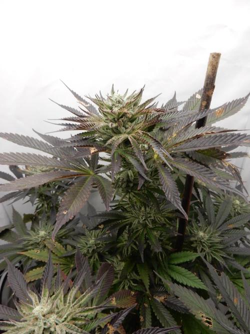 Ice Cream Haze (outdoor/indoor). Week 15