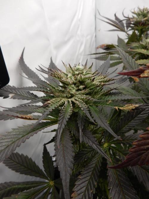 Ice Cream Haze (outdoor/indoor). Week 15