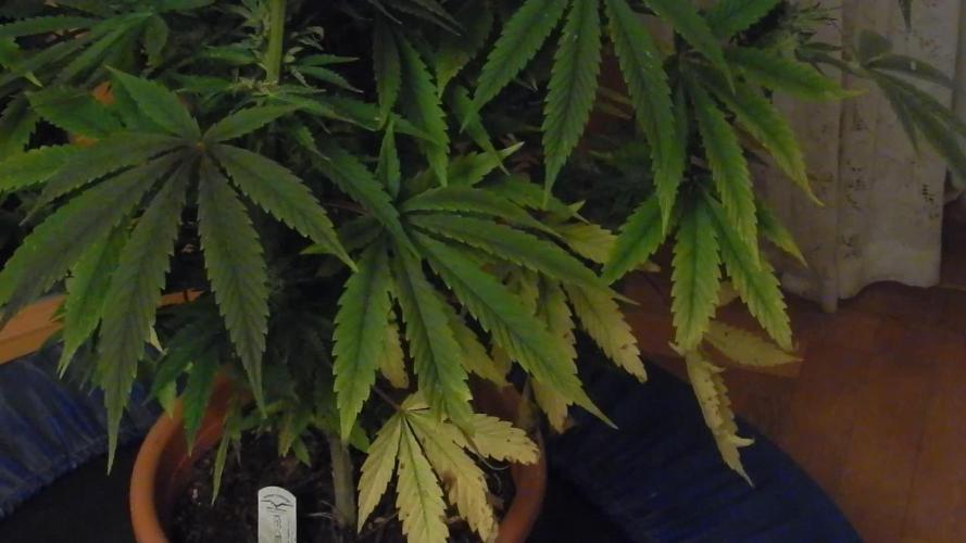 Ice Cream Haze (outdoor/indoor)