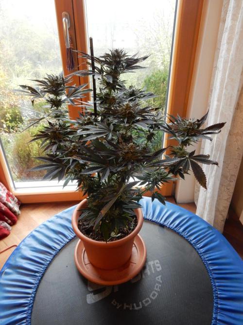 Ice Cream Haze (outdoor/indoor). Week 16