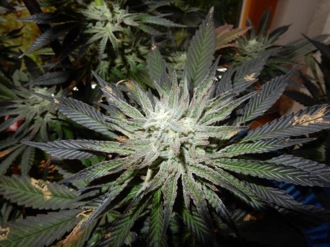 Ice Cream Haze (outdoor/indoor). Week 16