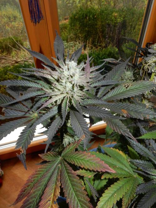 Ice Cream Haze (outdoor/indoor). Week 16