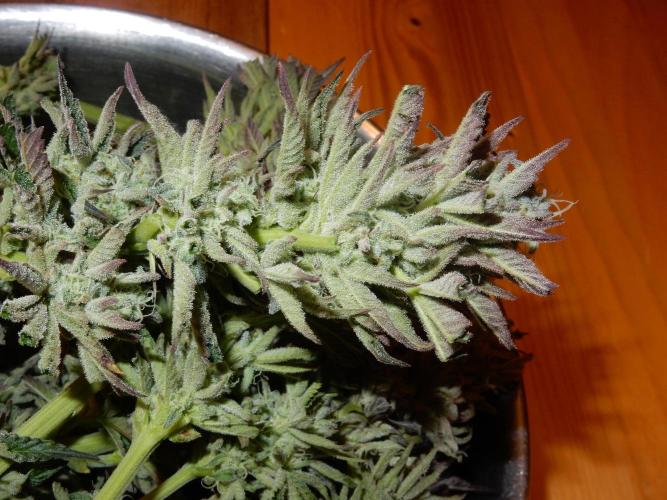 Ice Cream Haze (outdoor/indoor). Week 16