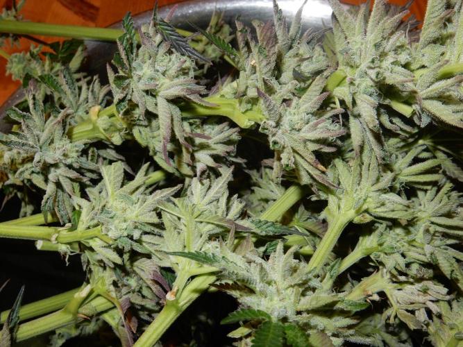 Ice Cream Haze (outdoor/indoor). Week 16