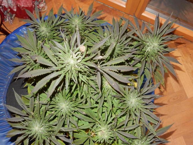 Ice Cream Haze (outdoor/indoor). Week 16