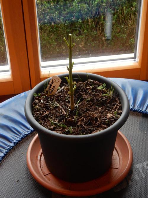 Skywalker Haze Outdoor. Week 16