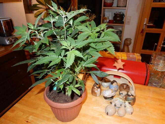 12/12 Euforia Grow from Clones. Week 1