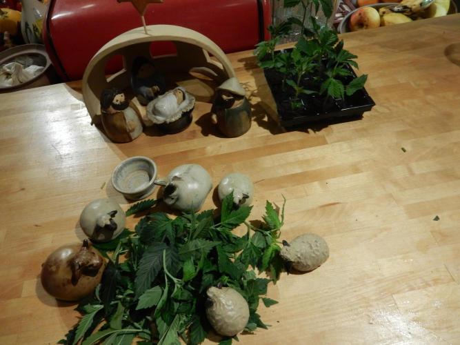 12/12 Euforia Grow from Clones. Week 1