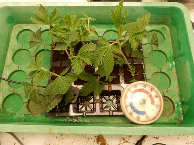 12/12 Euforia Grow from Clones. Week 1