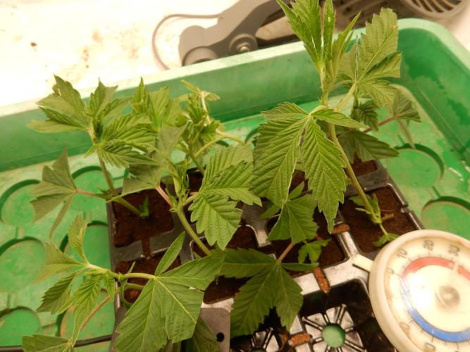 12/12 Euforia Grow from Clones. Week 1