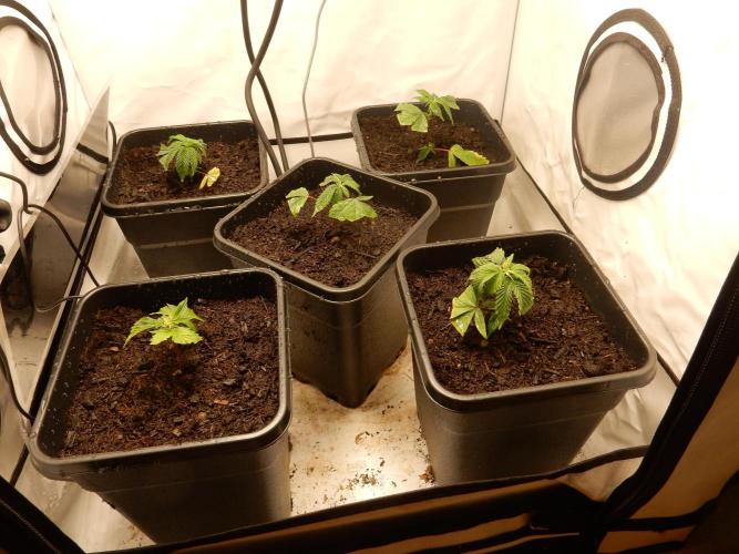 12/12 Euforia Grow from Clones. Week 3