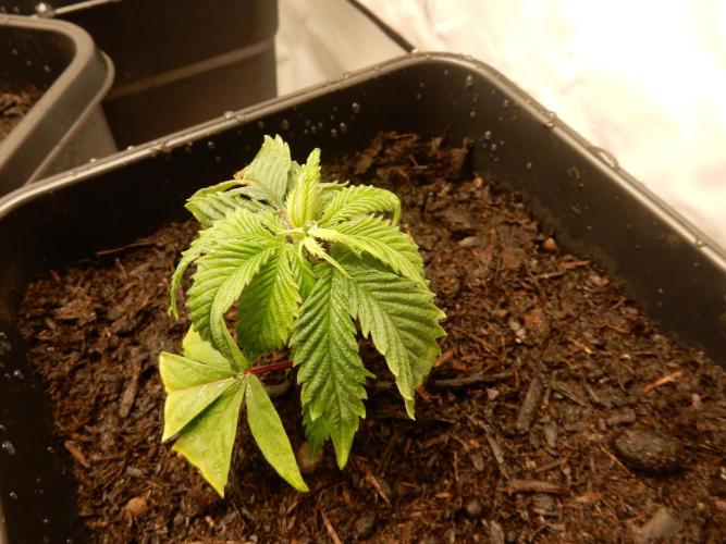 12/12 Euforia Grow from Clones. Week 3