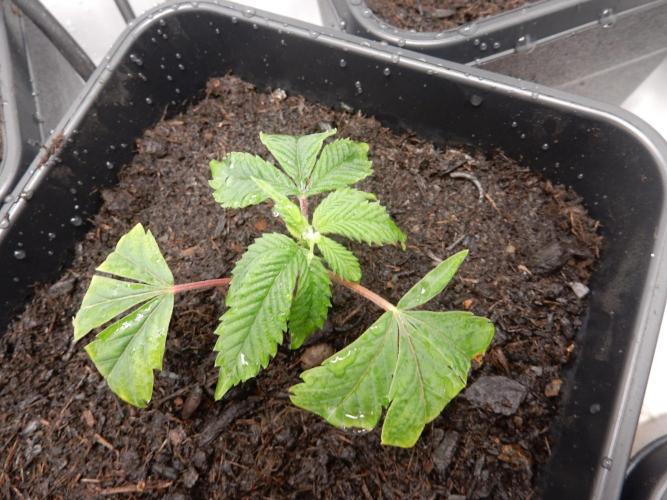 12/12 Euforia Grow from Clones. Week 3