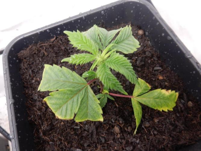 12/12 Euforia Grow from Clones. Week 3