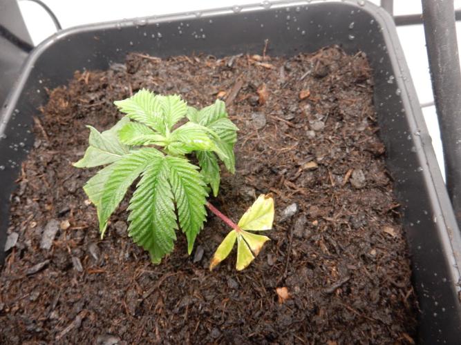 12/12 Euforia Grow from Clones. Week 3