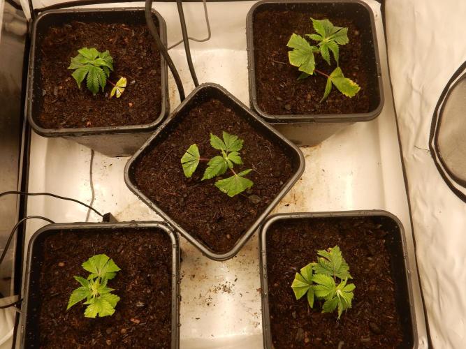 12/12 Euforia Grow from Clones. Week 3