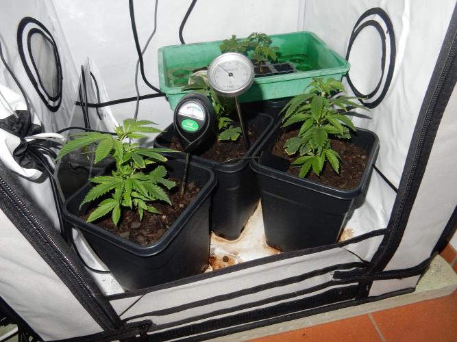 12/12 Euforia Winter-Grow from Clones. Week 5