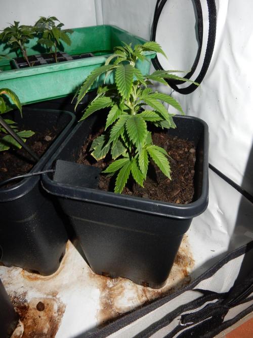 12/12 Euforia Winter-Grow from Clones. Week 5