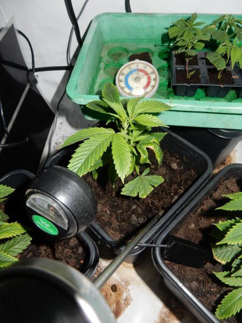 12/12 Euforia Winter-Grow from Clones. Week 5