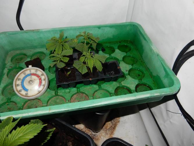 12/12 Euforia Winter-Grow from Clones. Week 5