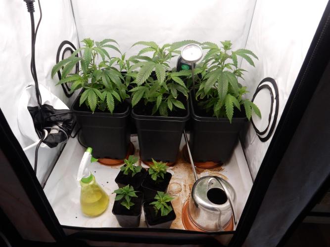 Euforia Winter-Grow from Clones. Week 6