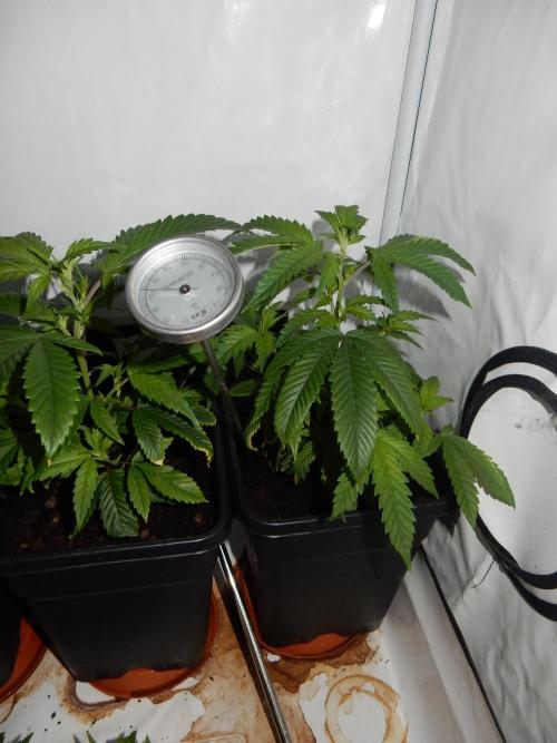 Euforia Winter-Grow from Clones. Week 6