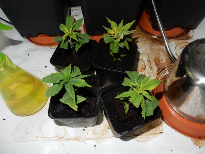 Euforia Winter-Grow from Clones. Week 6