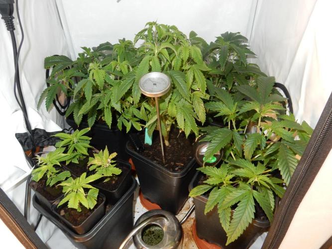 Euforia Winter-Grow from Clones. Week 7