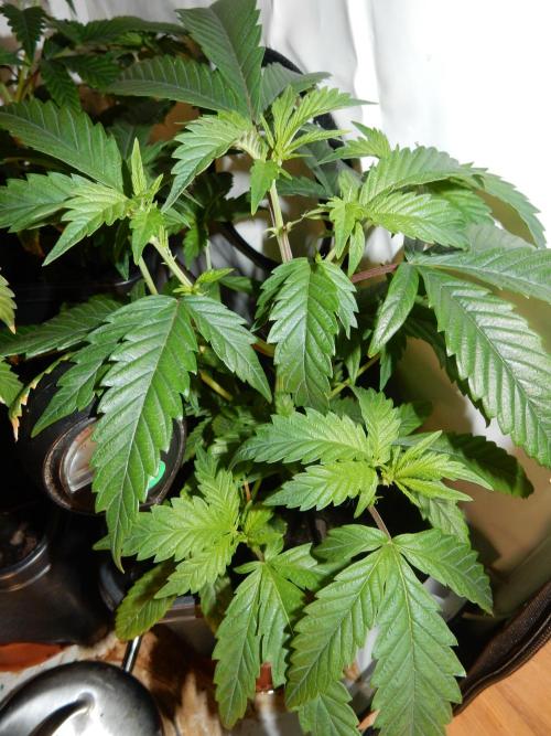 Euforia Winter-Grow from Clones. Week 7