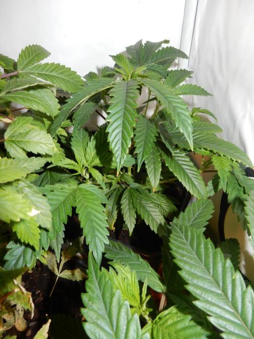 Euforia Winter-Grow from Clones. Week 7