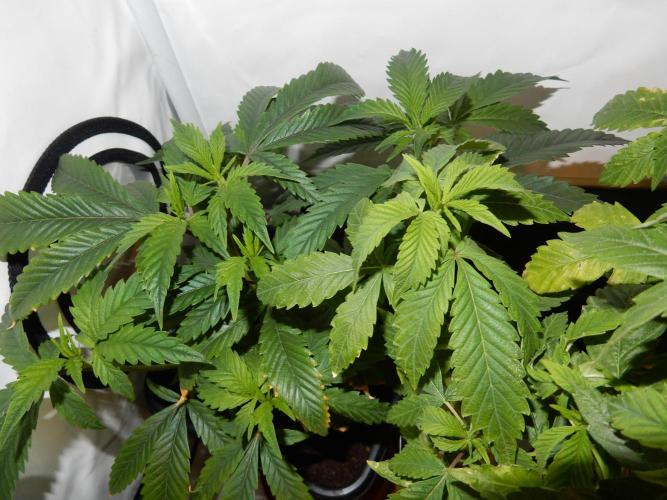 Euforia Winter-Grow from Clones. Week 7