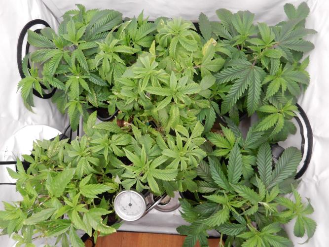 Euforia Winter-Grow from Clones. Week 7