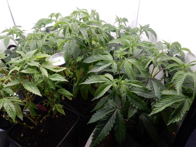 Euforia Winter-Grow from Clones. Week 8 - Steckling