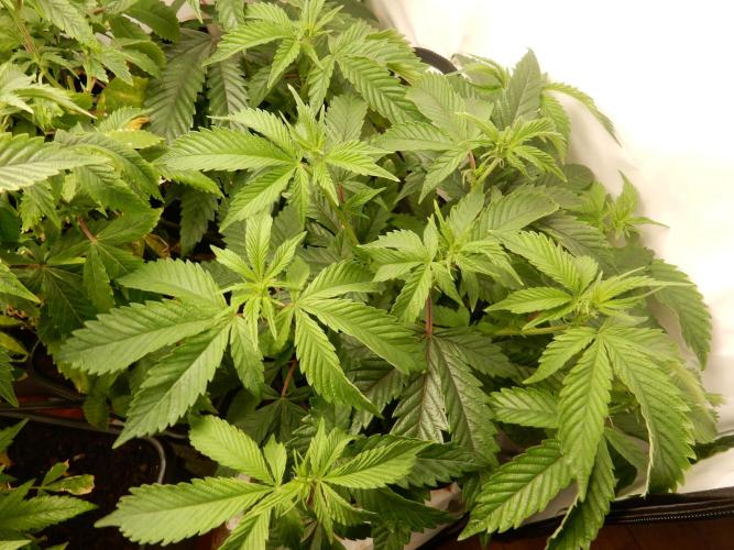 Euforia Winter-Grow from Clones. Week 8 - Mutterpflanze