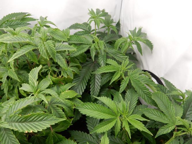 Euforia Winter-Grow from Clones. Week 8 - Steckling