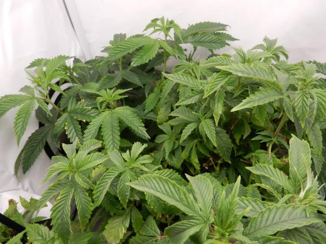 Euforia Winter-Grow from Clones. Week 8 - Steckling