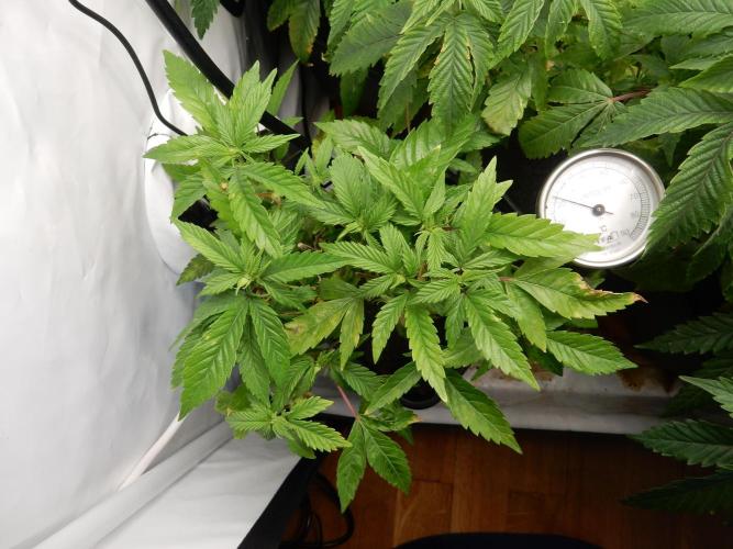 Euforia Winter-Grow from Clones. Week 8 - Mutterpflanze Granddaddy Purple