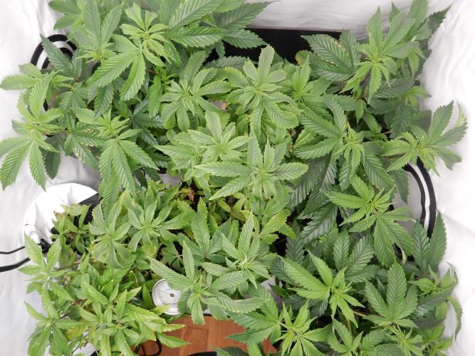 Euforia Winter-Grow from Clones. Week 8