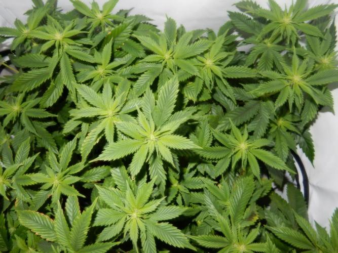 Euforia Winter-Grow from Clones. Week 9