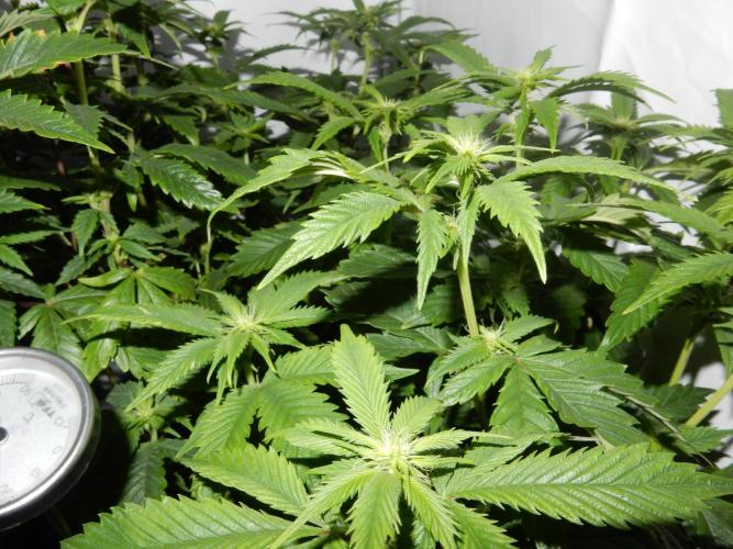 Euforia Winter-Grow from Clones. Week 9