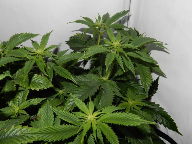 Euforia Winter-Grow from Clones. Week 9