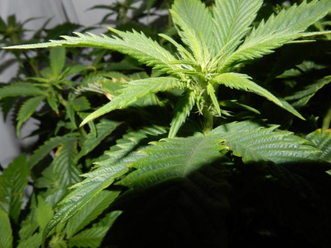 Euforia Winter-Grow from Clones. Week 9