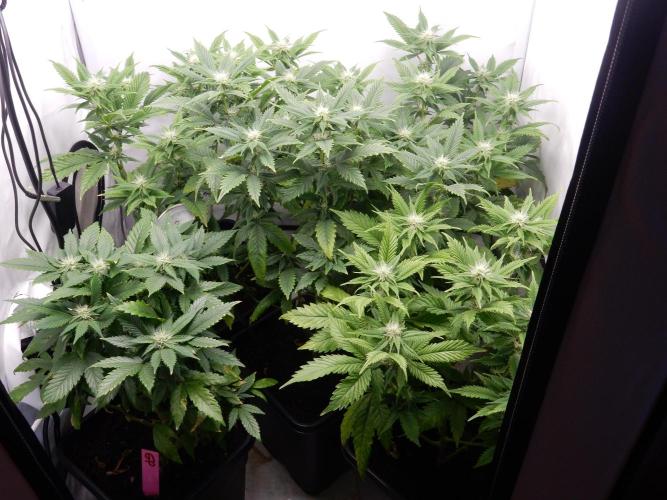 Euforia Winter-Grow from Clones. Week 10