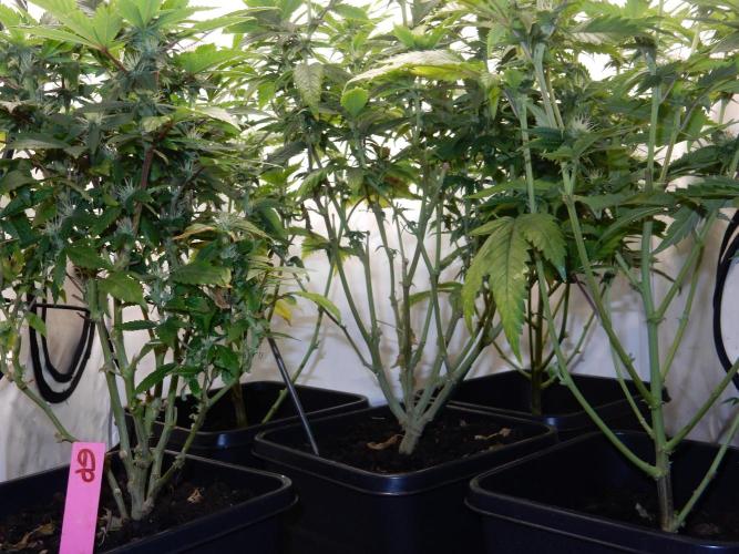 Euforia Winter-Grow from Clones. Week 10