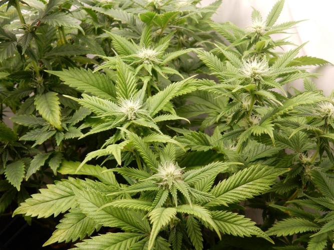 Euforia Winter-Grow from Clones. Week 10