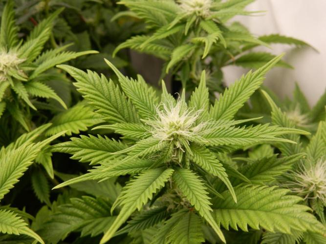 Euforia Winter-Grow from Clones. Week 10