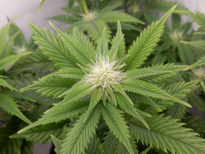 Euforia Winter-Grow from Clones. Week 10