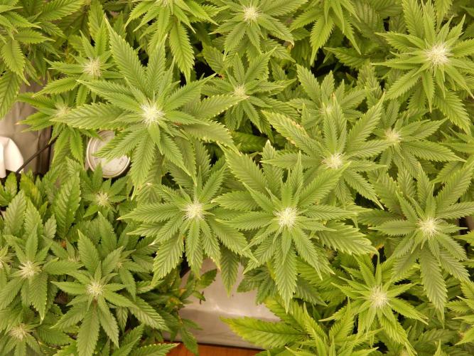 Euforia Winter-Grow from Clones. Week 10