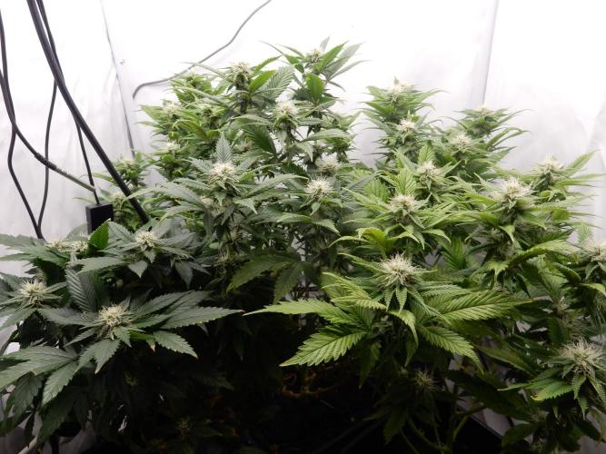 Euforia Winter-Grow from Clones. Week 11